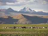 Tibet Kailash 11 Back 08 Shishapangma Checkpoint Shepherd with mountains behind A couple of Tibetan boys herd sheep near the Shishapangma checkpoint, with a mountain to the east of Peiku Tso in the background.